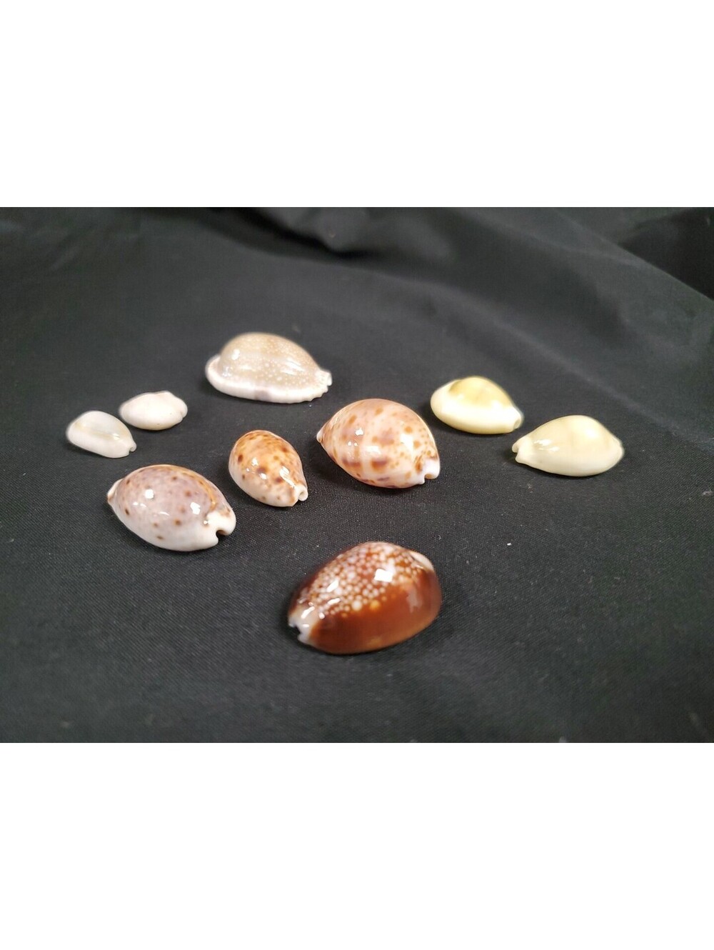 Lot Of 9 Cypraea Lyncina Lynx,Monetaria - Hawaii Thailand Philippine RARE SHELLS